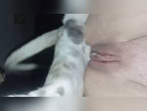 Savage beast love, extreme bestiality