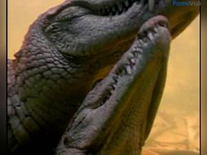 Crocodile Sex, Real Woman Footage