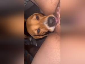 Dog Crazed For Hairy Bitch Licking