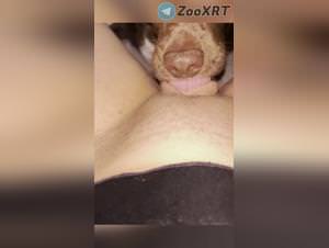 Dog Lick, Sluts Get Extreme Pleasure