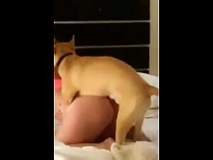 Beastality zoo porno with dog sex videos, slut fucking dog