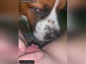 Teen pussy devoured, dog's lust