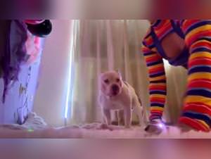 Amateur slut sucks dog live webcam fuck