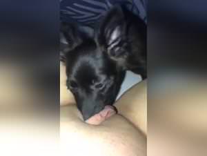 Wild dog fucking porn videos