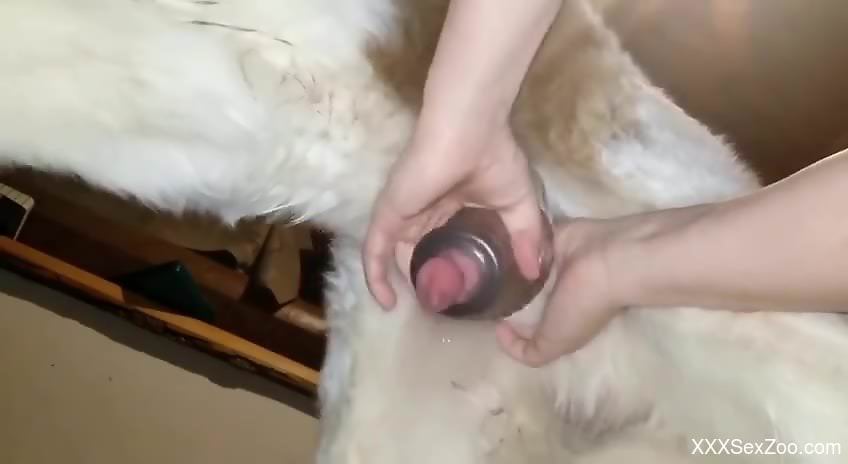Horny male uses sex toy on dog's dick for intimate perversions