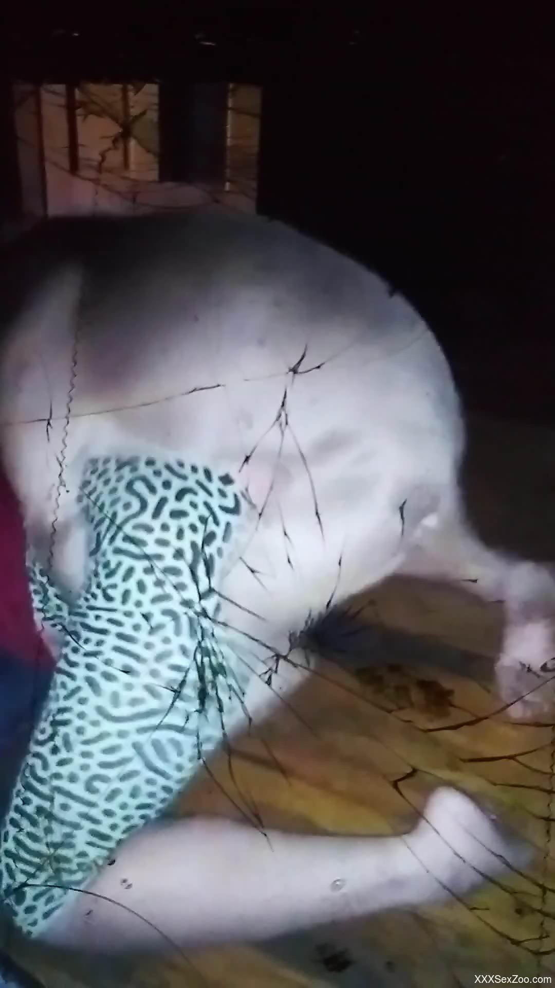 Dog drills t he wet pussy from behind in a hot vid