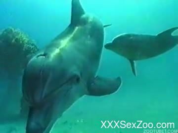 Gorgeous dolphins are enjoying nasty wild sex in the deep blue ocean