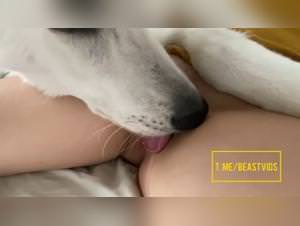 Bitch Fucks Dog, Expert Licking Action