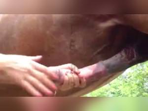 Wild Horse Fuck, Unchained Lust