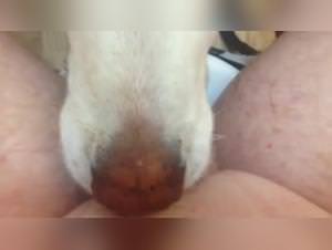 Slut Gets Fucked by Dog - Hardcore Sex Part 1