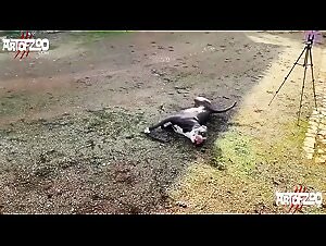 Watch girl suck dog on the best animal tube