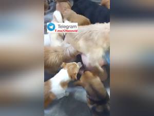 Chinese Woman Dog First Time 28