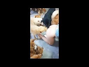 Asian Zoochat: Chinese Wife Destroys In Dog Gangbang Orgies