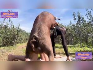 Boar fucks slut with dog hardcore