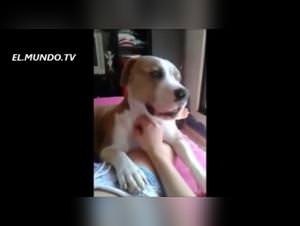 Wild slut gets doggy style ravaged