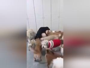 Extreme animal gangbang videos