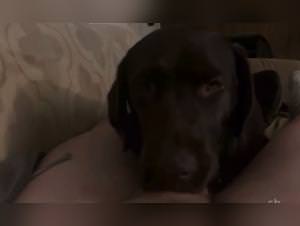 Doggy taboo: extreme animal sex videos