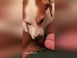 Wild dog fuckings