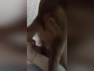 Slut fucks dog - High Quality Video Q1428912960