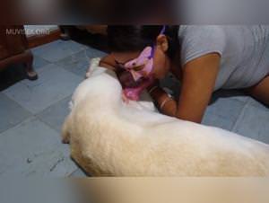 Wild animal sex, hardcore dog fuck