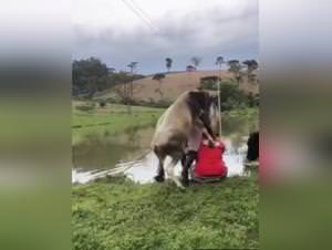 Amateur surrenders to bull's cock, raw desire