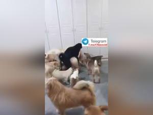 Chinese Hot Bitch Dog Gangbang