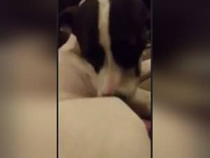 Zoophilia Videos: She Dog fucked Up - Bestiality XXX