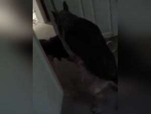 Dog Fuck Hardcore - Bitch and Her Dog