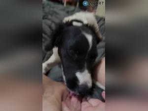 Dog's Lust: Woman's Wild Orgasm