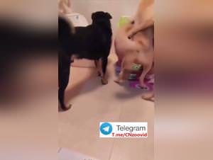 Chinese Sex Worker Dog Party Money 3