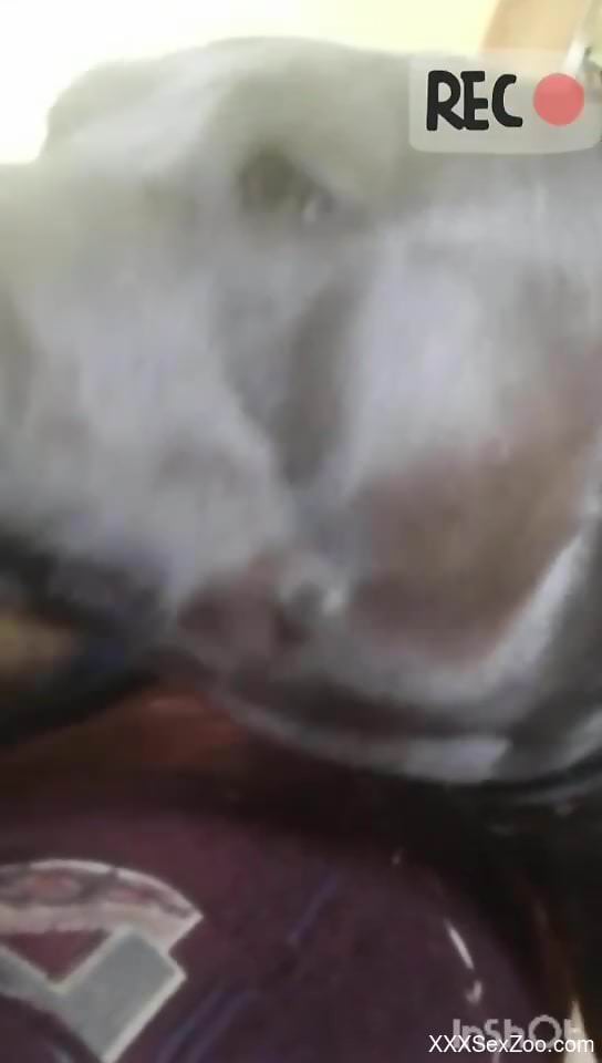 Beast enjoying oral in POV with lots and lots of licking