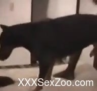 Fishnets-wearing hottie gets licked and fucked by a dog