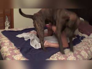 Dog Fuck Hardcore: slut and Her Beast