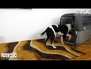 Young girl sucks dog cock after having sex with her husband while dog is orgasming female