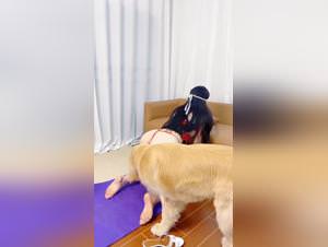 Chinese amateur, golden retriever, tight knotting