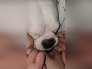 Dog sex fantasies : lambidas unleashed