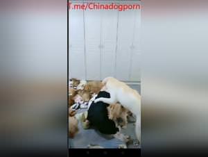 Japanese wife doggystyle with asian dog, extreme