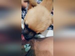 Puppy fuck frenzied pussy