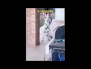 Free animal and dog porn