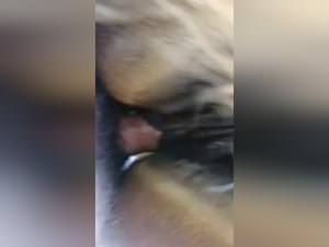 Dirty Bitch, Dog Rape & Cum Inside