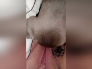 Wild dog bestiality sex