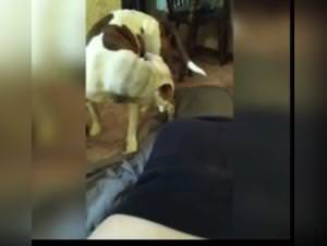 Knot Pullout 2: Dog Bangs Girl Wildly, No Release