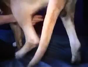 Sexy slutty pussy porn videos