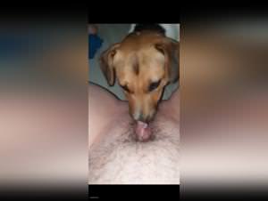 Zoo porn videos - the art of zoo, bestiality porn