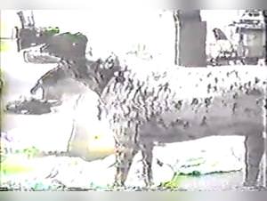 Doggy lust unleashed on a wild wife