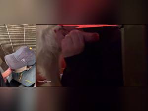 Animal_right_xvideos