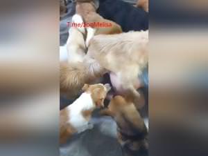 Bitch fucks owner with dog part 2