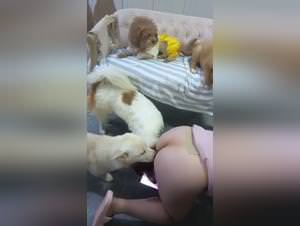Chinese wife, amateur sex with dog, extreme