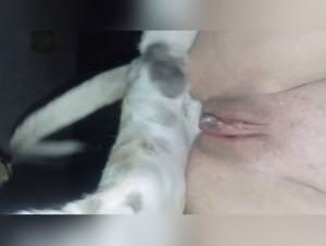 Wild dog fuck, pussy exploited closeup