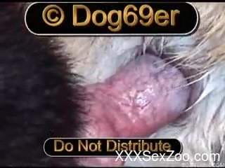 Close-up video where dogâ€™s bulge slides into hole of another dog